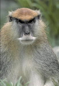 monkey.jpg
